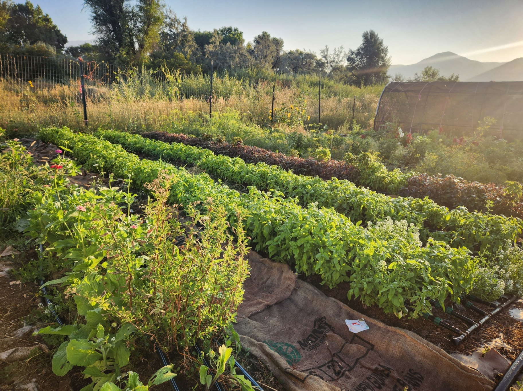 Rows of leafy crops on a Utah farm at sunrise with mountains in the background